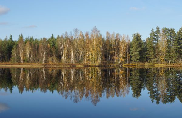 Höstlöv vid vatten